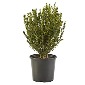 7 Gal. Wintergreen Boxwood Shrub with Rich Green Foliage
