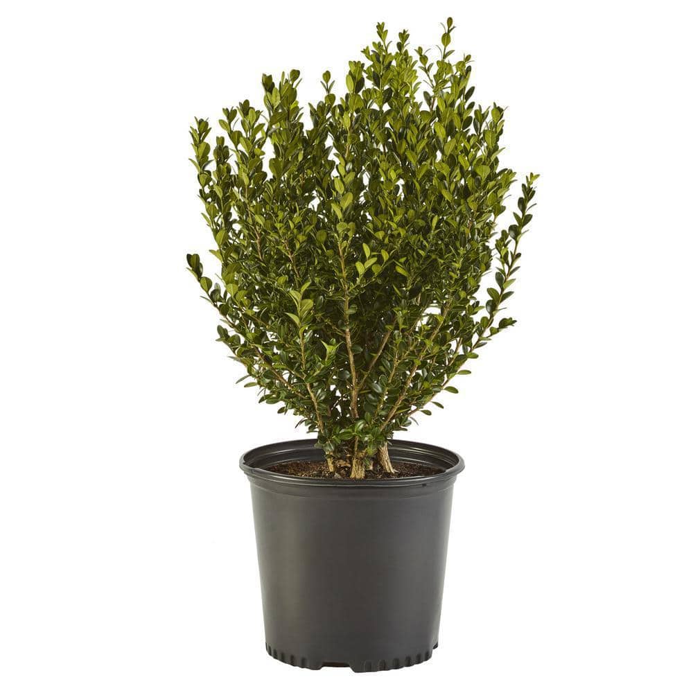 7 Gal. Wintergreen Boxwood Shrub with Rich Green Foliage