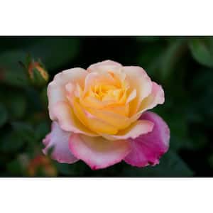 3 Gal. Peace Rose Live Plant with Yellow and Pink Flower (1-Pack)