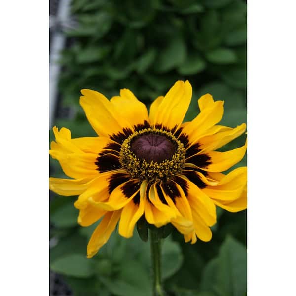 national PLANT NETWORK 3 in. Denver Daisy Yellow Bloom Rudbeckia Plant (3-Piece)