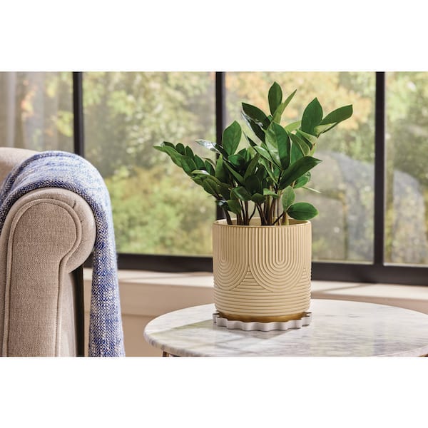 6 in. Almond Biscotti Decorative Resin Plant Saucer (6 in. D x 0.5 in. H)