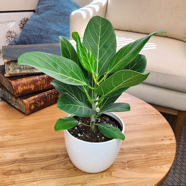Altman Plants Audrey' Ficus Tree Live Foliage Indoor Houseplant 6 in. Grower Pot