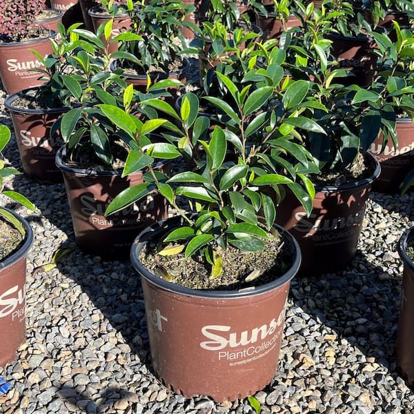 Alder & Oak 3 Gal. Stellar Ruby Magnolia Shrub Plant