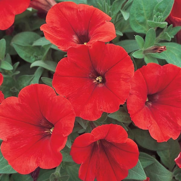 Vigoro 2.6 qt. Hells Heat Petunia Annual Plant With Red Flowers ...