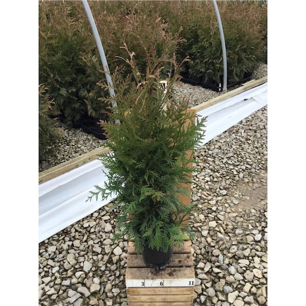 Unbranded Arborvitae (Thuja Plicata) Green Giant