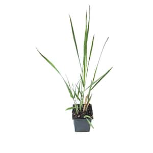 Northwind Switch Grass 3 Total Plants in 3 Separate 4 in. Pot