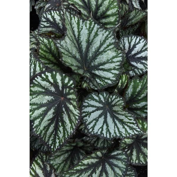 national PLANT NETWORK 8 in. Jurassic Megalo Reptile Rex Begonia Plant in a Grower Container 1-Piece