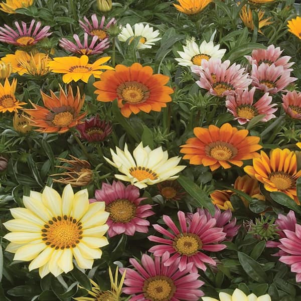 Unbranded 6 in. Mixed African Daisy Plant