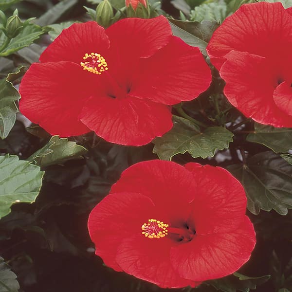 BELL NURSERY 1.81 Qt. #6 Hibiscus Shrub with Red Flowers