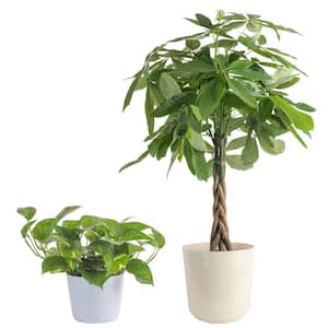 10 in. Pachira Money Tree and 6 in. Golden Pothos Plant in White Decor Planter, (2 Pack)