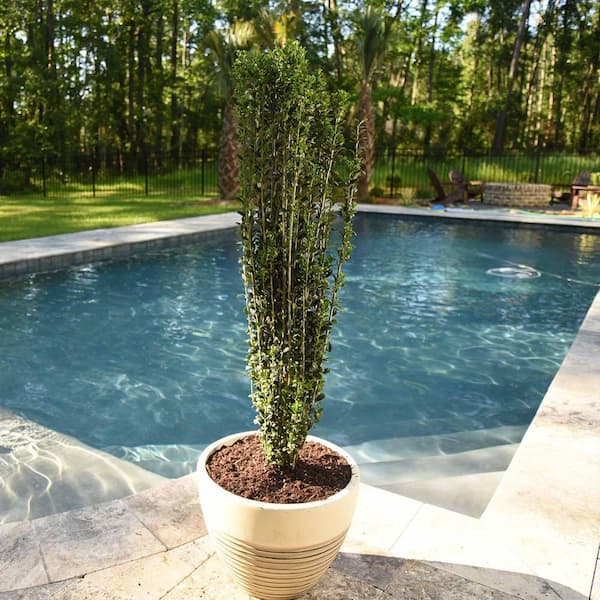 Perfect Plants Sky Pencil Holly Shrub in 3 Gal. Grower's Pot HD