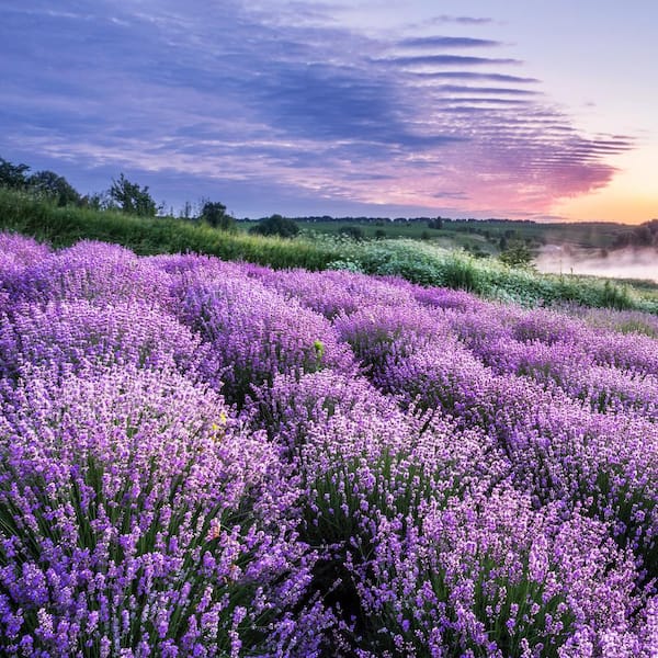 Sensational Lavender