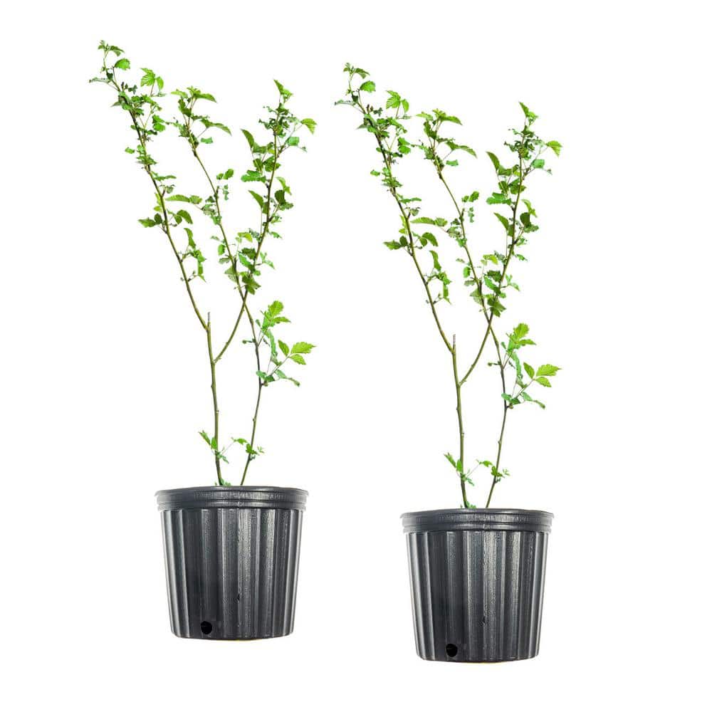 #2 PrimeArk Freedom Blackberry Shrub (2-Pack)