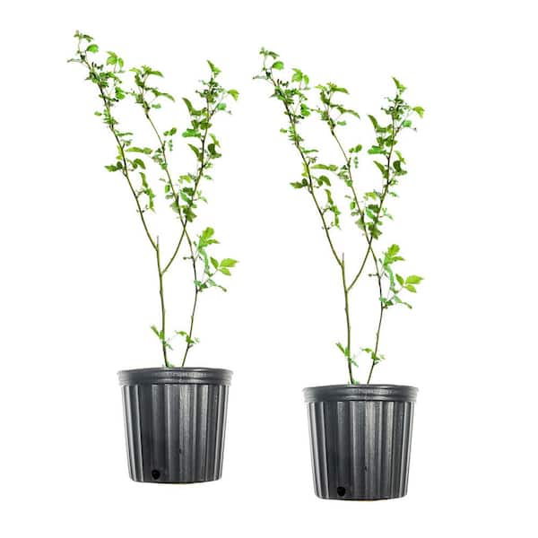 Unbranded #2 PrimeArk Freedom Blackberry Shrub (2-Pack)