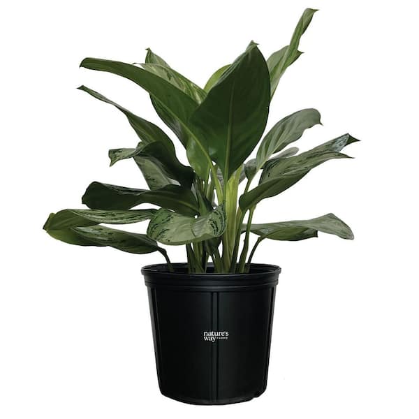 Aglaonema Diamond Indoor Live Plant (25-30 in. Tall) in Grower Pot