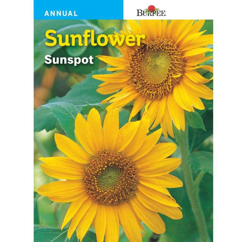 Burpee Sunflower Sunspot Seed 44728 - The Home Depot