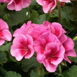 1 Qt. Geranium Plant Rose Flowers in 4.7 In. Grower's Pot (4-Plants)