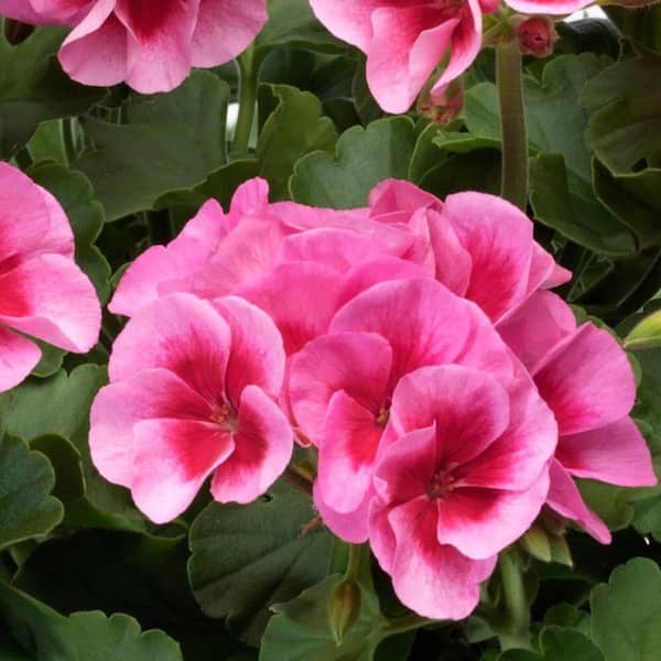 Vigoro 1 Qt. Geranium Plant Rose Flowers in 4.7 In. Grower's Pot (4-Plants)