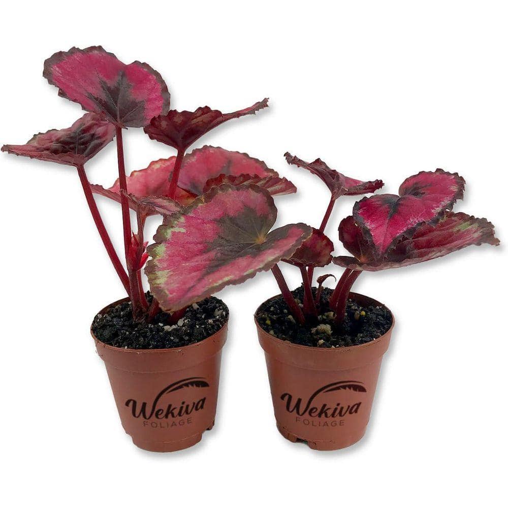 専用　ご確認用　Begonia 2点 Wekiva Foliage Red Kiss Begonia-2 Live Starters in 2 in. Pots
