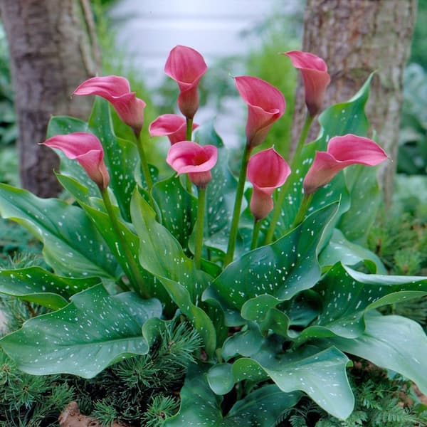 National Plant Network Calla Lily Zazu Bulbs (6-Pack)
