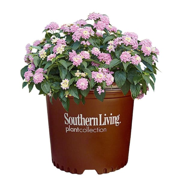 SOUTHERN LIVING 2.6 qt. Lavender Little Lucky Lantana Plant with Lavender, White and Yellow Blooms