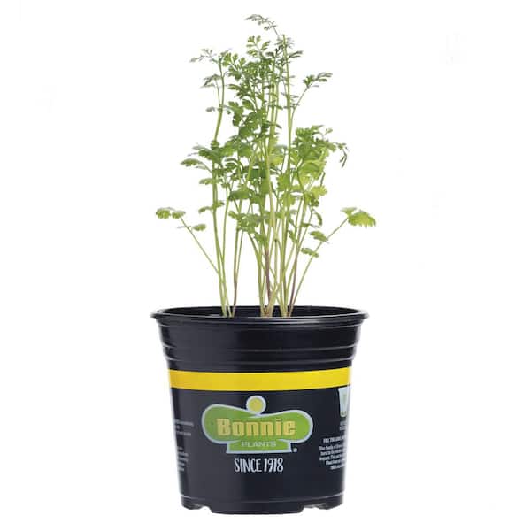 Bonnie Plants Bonsai Basil 4.5in 2-Pack Live Plants 208554 - The Home Depot
