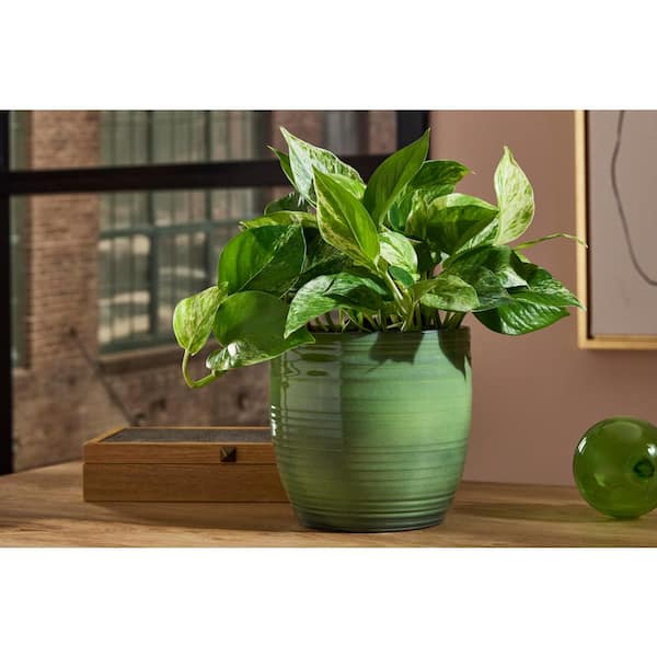 Noelle 6.3 in. x 6.3 in. D x 5.9 in. H Small Green Textured Ceramic Pot