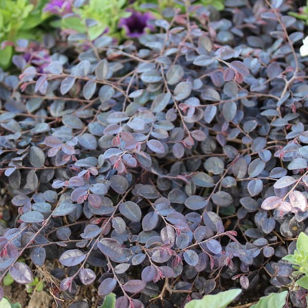 2 Gal. Jazz Hands Mini Loropetalum Shrub with Black-Purple Foliage