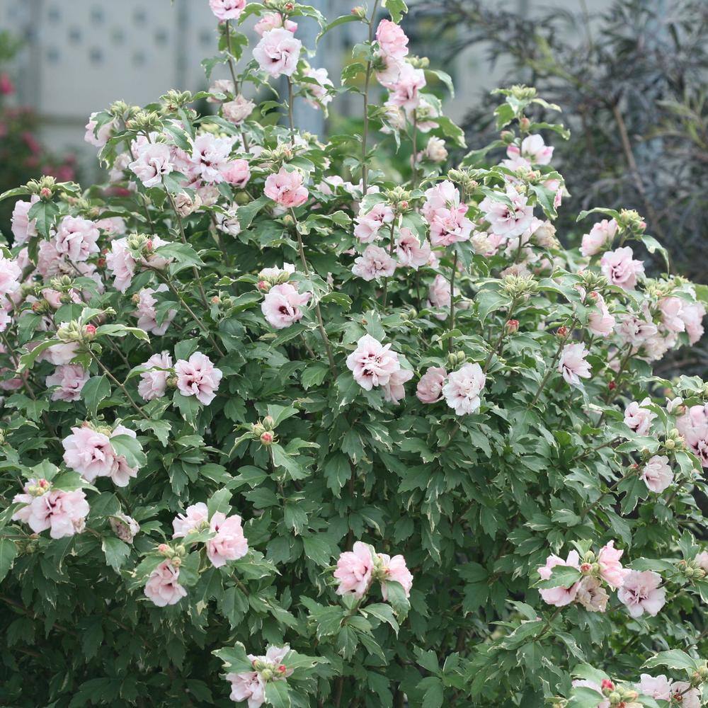 Sugar Tip Hibiscus with Blush Pink Blooms in 2-Gallon Container