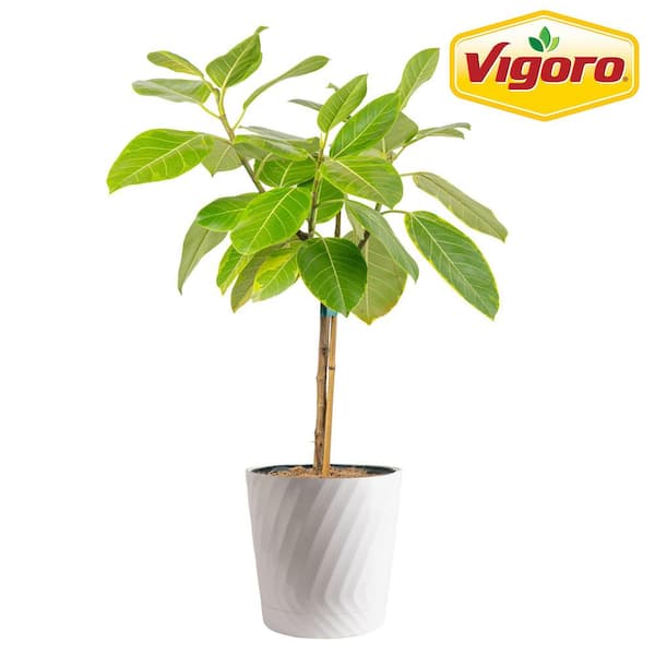 Vigoro Ficus Audrey Plant in 10 in. White Decor Pot, Avg. Shipping Height 3-4 ft. Tall
