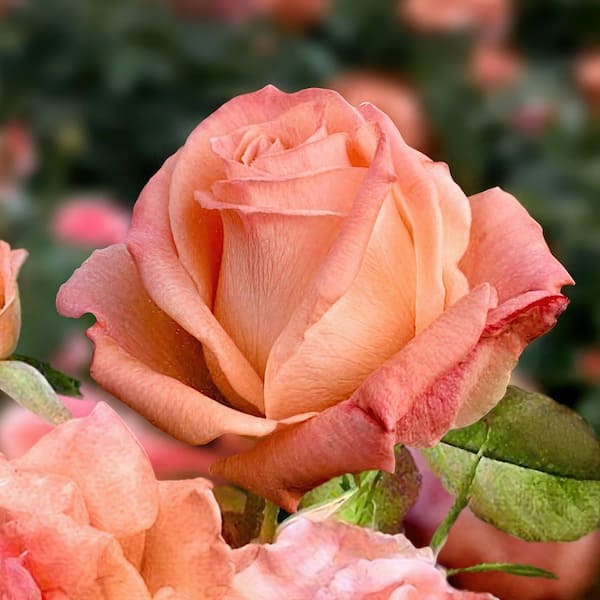 national PLANT NETWORK Bare Root Rose Cherish with Apricot Flowers