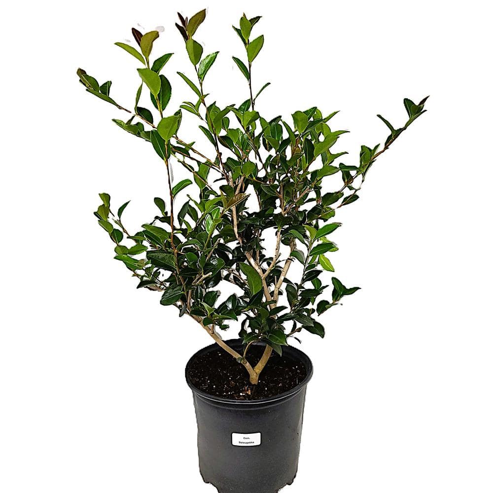 3 Gal. Camellia Sasanqua Setsugekka Shrub with White Blooms