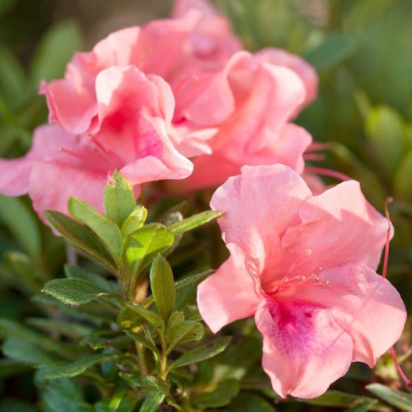 ENCORE AZALEA 3 Gal. Autumn Coral Shrub with Bicolor Pink Reblooming Flowers