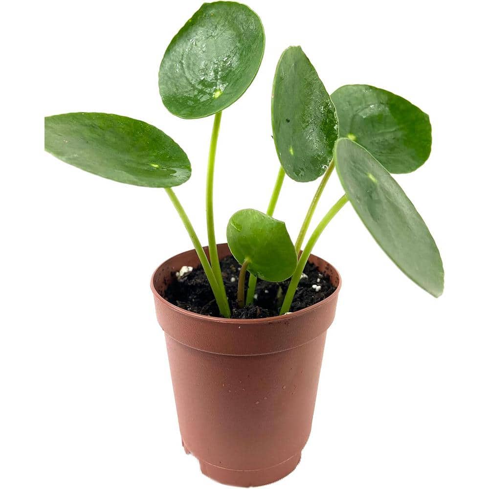 Chinese Money Plant-1 Live Starter Plant in 2 in Growers Pot -Pilea Peperomioides-Rare and Elegant Indoor Houseplant price history on PriceWatchPro