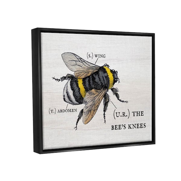 The Stupell Home Decor Collection Anatomy of Honey Bee Pun Charming Bee's  Knees by Daphne Polselli Floater Frame Animal Wall Art Print 17 in. x 21  in. ac-252_ffb_16x20 - The Home Depot