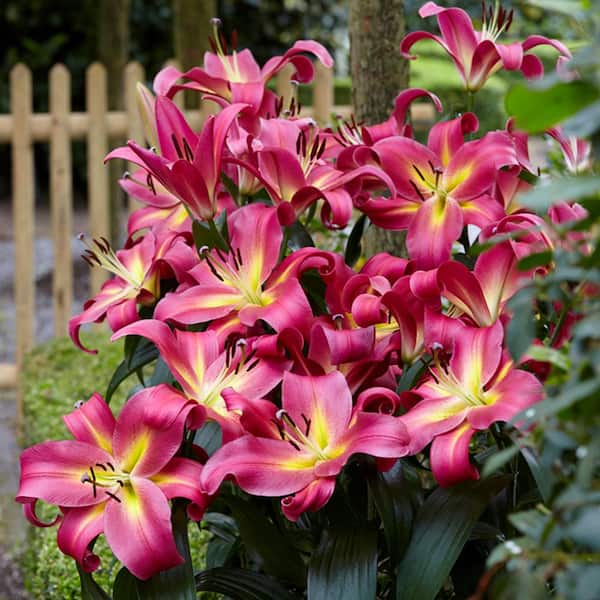 Mammoth Tall Red and Yellow Lily Empoli Bulbs (7-Pack)