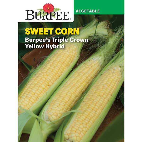 VP Corn Yellow Burpee's Triple Crown Hybrid Seed