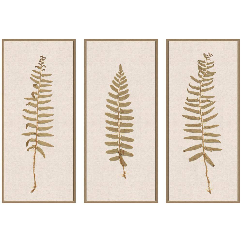 3 Piece Sylvie Plant Studies 3 by The Smithsonian American Art Museum Nature Framed Art Print Set 40 in. x 18 in. price history on PriceWatchPro