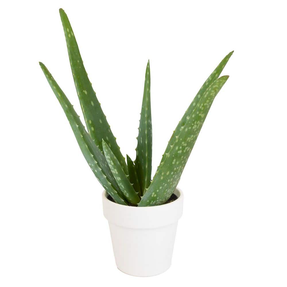 savon aloe vera Eclaircissant Larissa Lightening Soap Aloe Vera 225g Pack of 3 –  Intimamente Bella