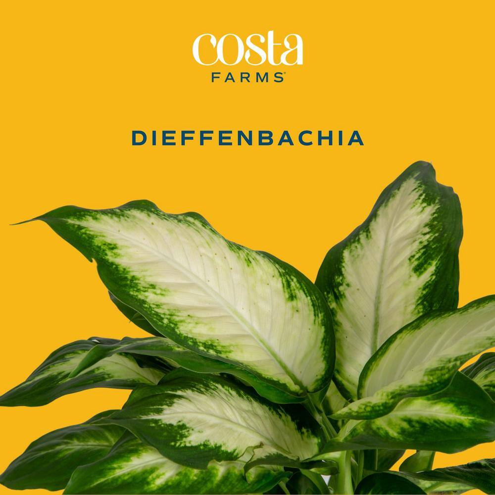 Large Dieffenbachia Dumb Cane in Brown Planter