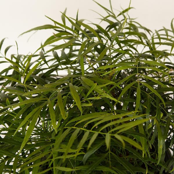 2 Gal. Soft Caress Mahonia, Live Evergreen Shrub, Bright Yellow Flowers