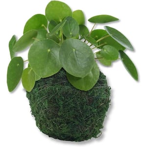 Chinese Money Plant in Moss Planter-Live Starter Plant in a 4 Inch Decorative Pot-Pilea Peperomioides-Kokedama