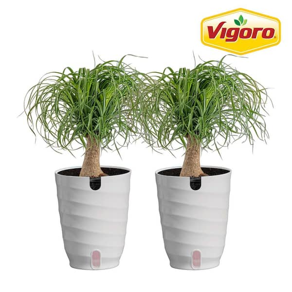 Ponytail Palm Indoor Plant in 6 in. White Decor Planter, Average Shipping Height 1-2 ft. Tall (2-Pack)