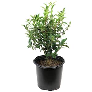 1 Gal. Camellia Red Twister Shrub with Red Flowers