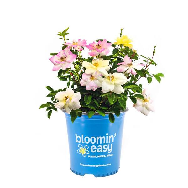 BLOOMIN' EASY 2 Gal. Peach Lemonade Rose Live Shrub, Lemon Yellow-White and Blush Pink Flowers