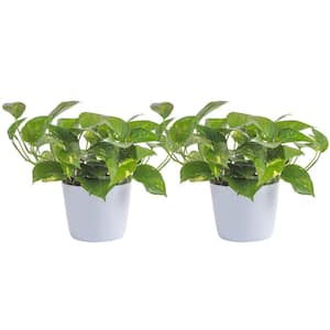 Golden Pothos Indoor Plant in Small White Ribbed Plastic Decor Planter, Avg. Shipping Height 1-2 ft. Tall (2-Pack)