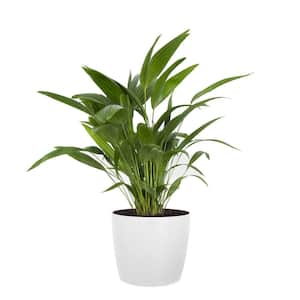 Chinese Fan Palm Live Indoor Outdoor Plant in 10 inch Premium Sustainable Ecopots Pure White Pot