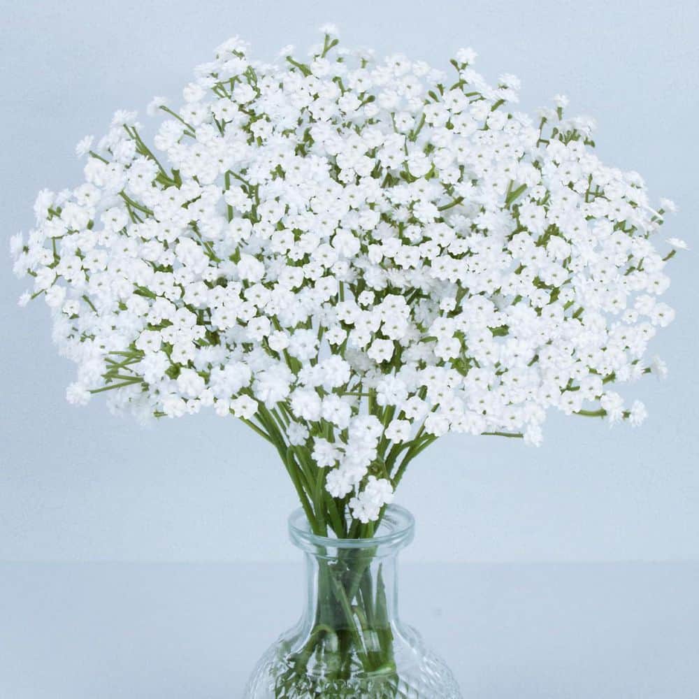 Baby Flowerページ Afoxsos 2 in. H White Artificial Baby Breath Flowers for Indoor