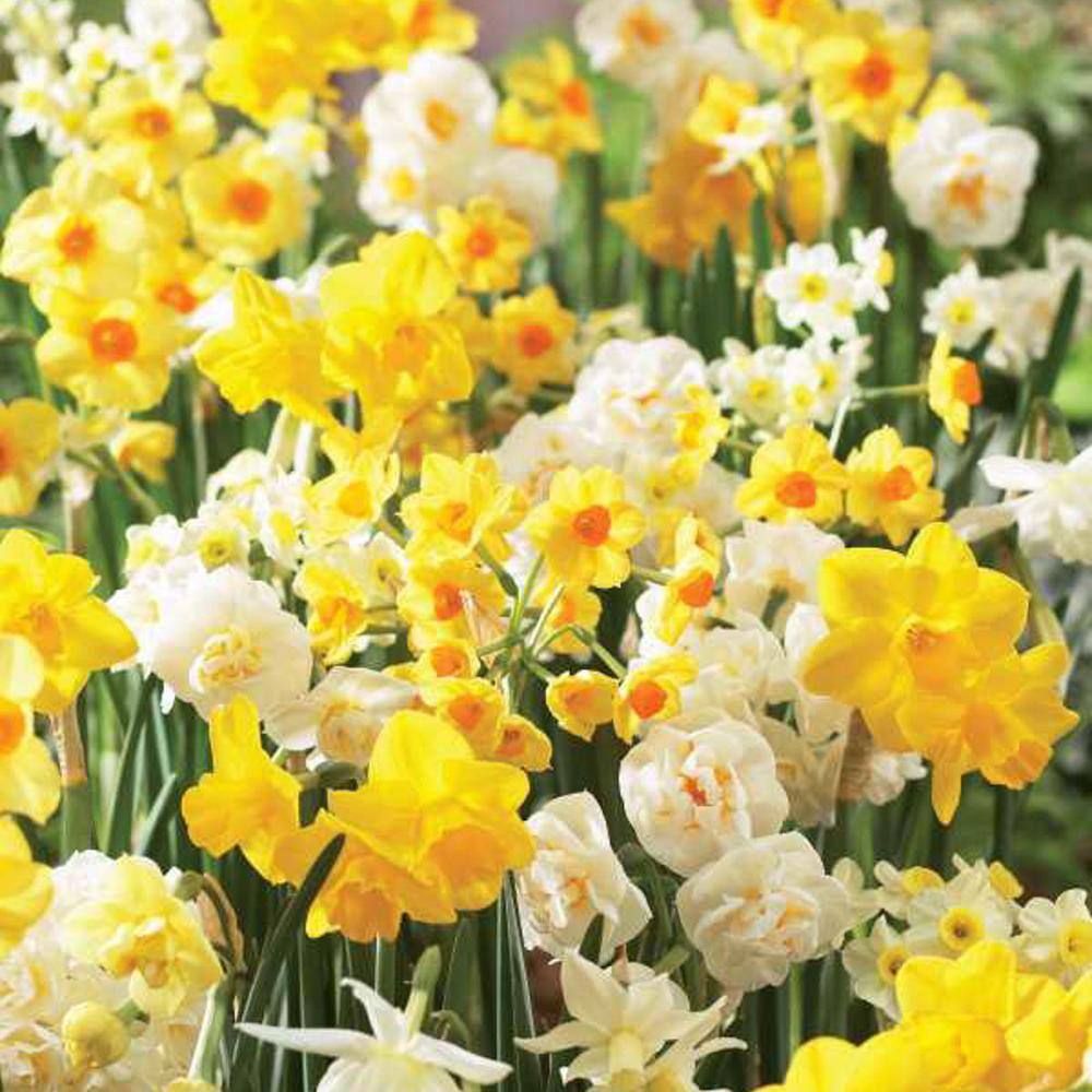 Van Bourgondien Fragarent Jonquils Daffodil Bulbs 100Pack 89568 The