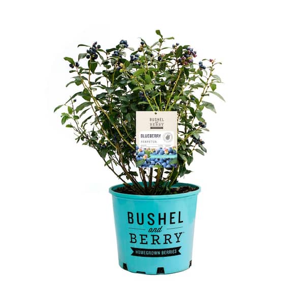 1 Gal. Bushel and Berry Perpetua Blueberry Live Plant